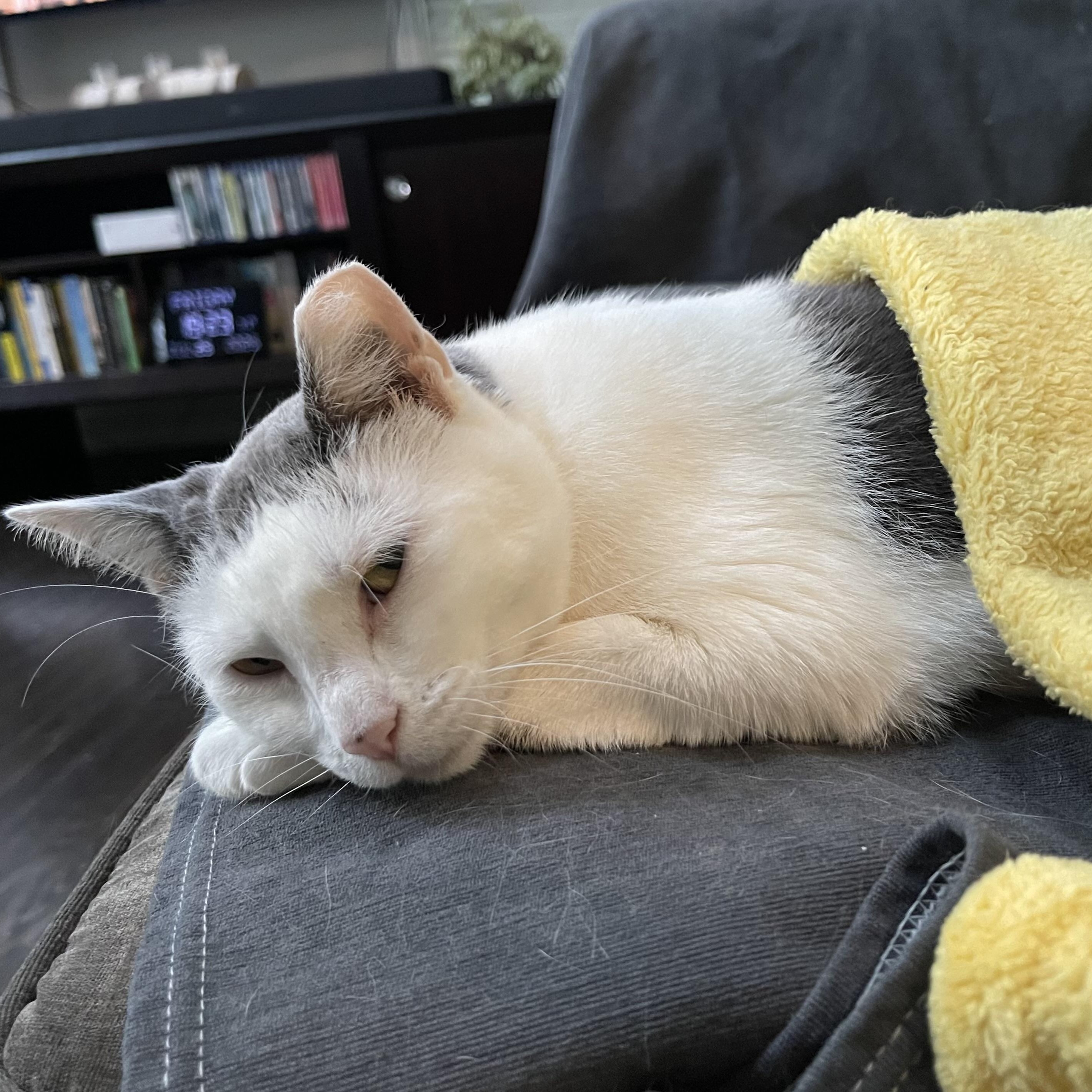 Enlarge Princess, a Adoptable Domestic Short Hair in LAKE HOPATCONG, NJ image 6/6