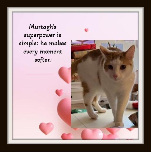 Enlarge Two goofballs, one epic bromance... Fergus & Murtagh, a ADOPTABLE Domestic Short Hair in Winston Salem, NC image 5/5