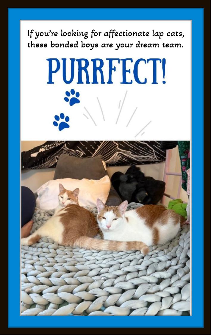 Two goofballs, one epic bromance... Fergus & Murtagh, ADOPTABLE, Young Male Domestic Short Hair.