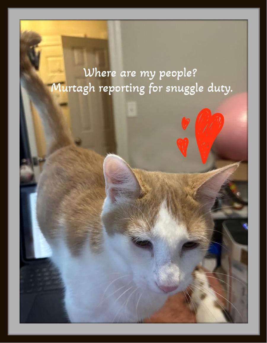 Enlarge Two goofballs, one epic bromance... Fergus & Murtagh, a ADOPTABLE Domestic Short Hair in Winston Salem, NC image 3/5