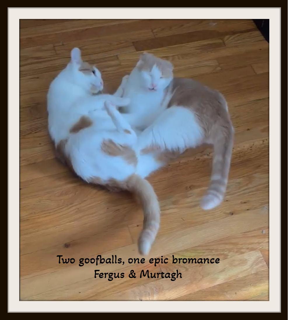 Enlarge Two goofballs, one epic bromance... Fergus & Murtagh, a ADOPTABLE Domestic Short Hair in Winston Salem, NC image 4/5