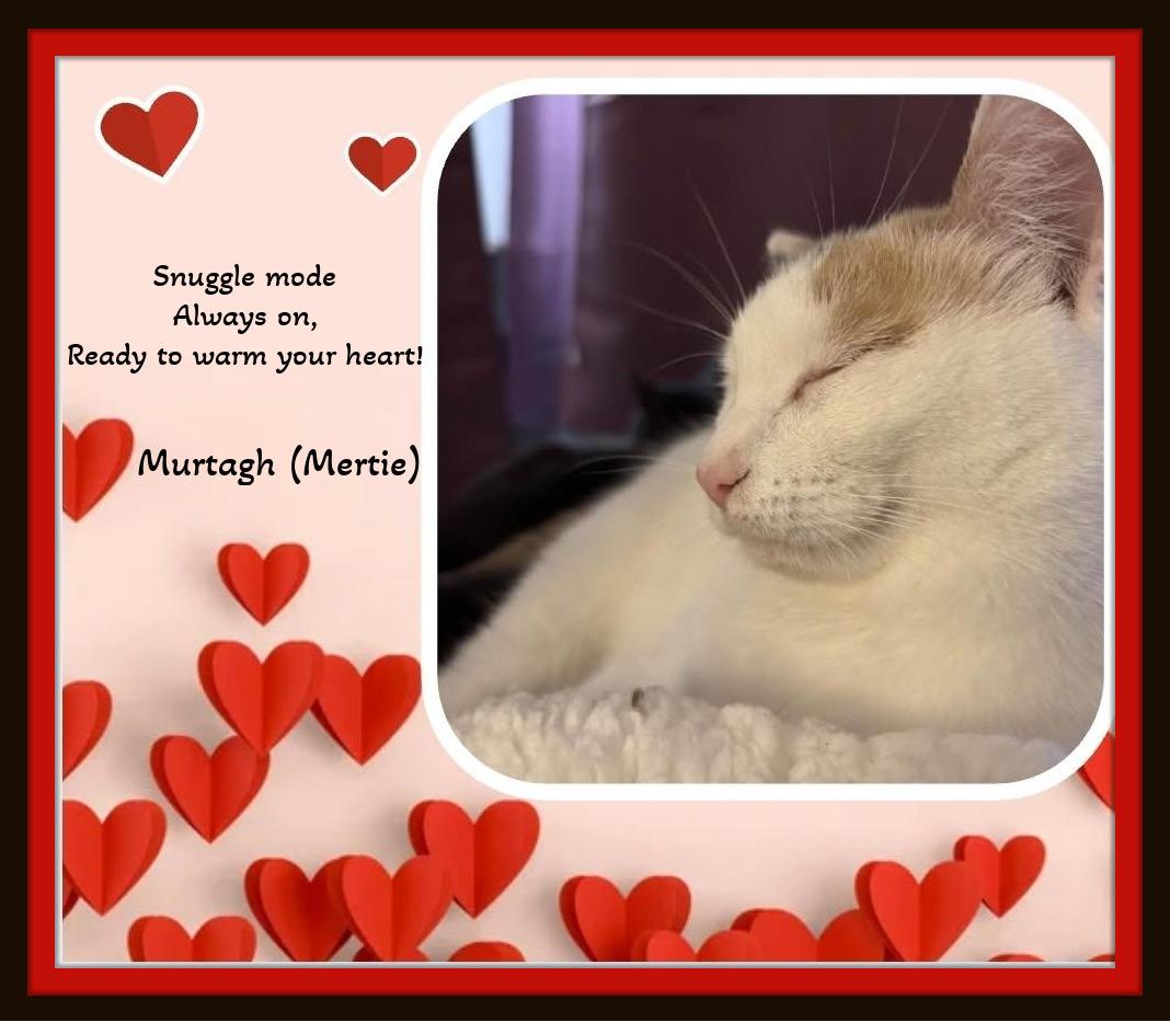 Enlarge Two goofballs, one epic bromance... Fergus & Murtagh, a ADOPTABLE Domestic Short Hair in Winston Salem, NC image 2/5