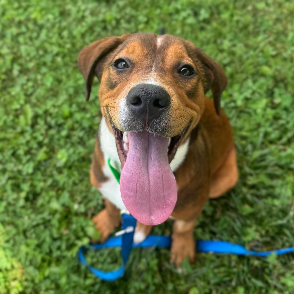 Enlarge Waddle Dee, a Adoptable Mixed Breed in Hendersonville, NC image 1/6