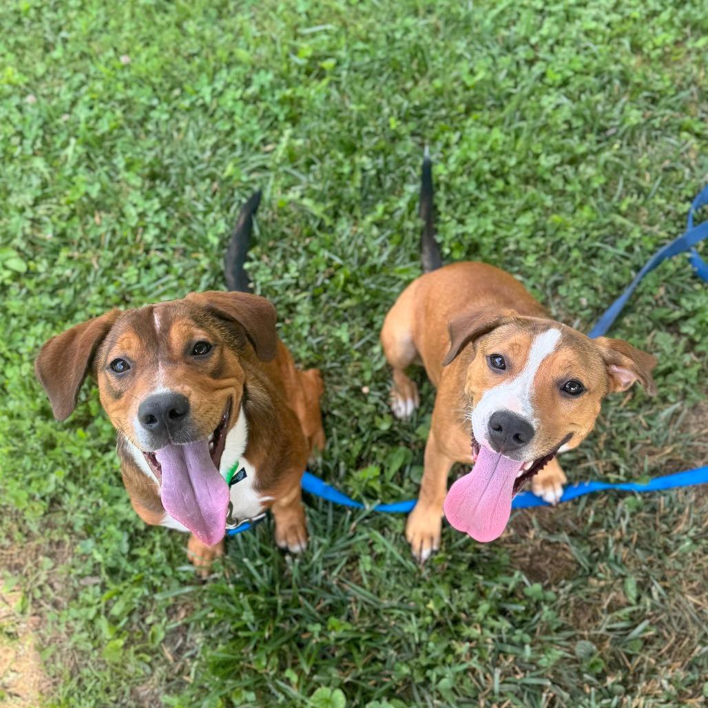 Enlarge Waddle Dee, a Adoptable Mixed Breed in Hendersonville, NC image 2/6