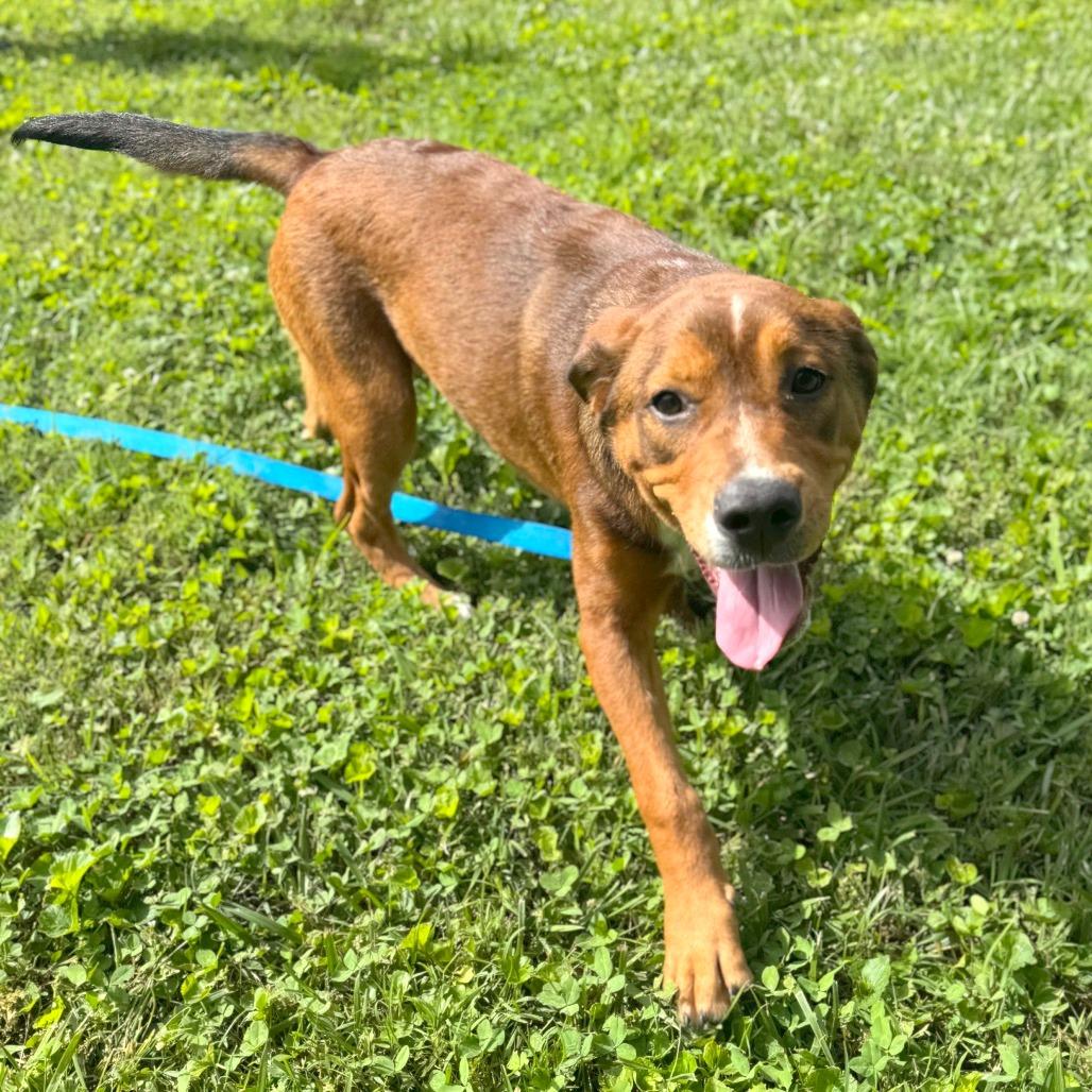 Enlarge Waddle Dee, a Adoptable Mixed Breed in Hendersonville, NC image 3/6