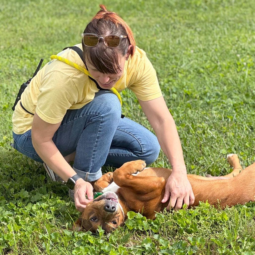 Enlarge Waddle Dee, a Adoptable Mixed Breed in Hendersonville, NC image 4/6