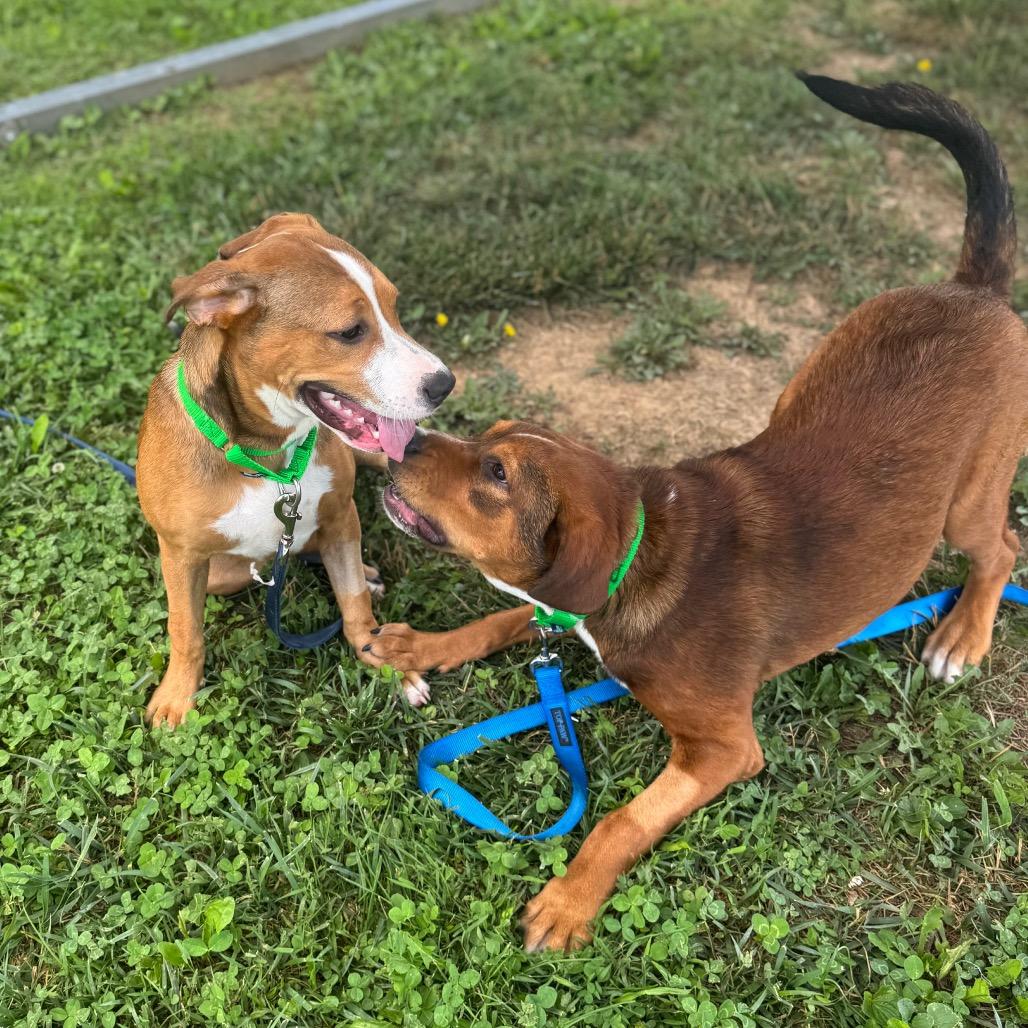Enlarge Waddle Dee, a Adoptable Mixed Breed in Hendersonville, NC image 5/6