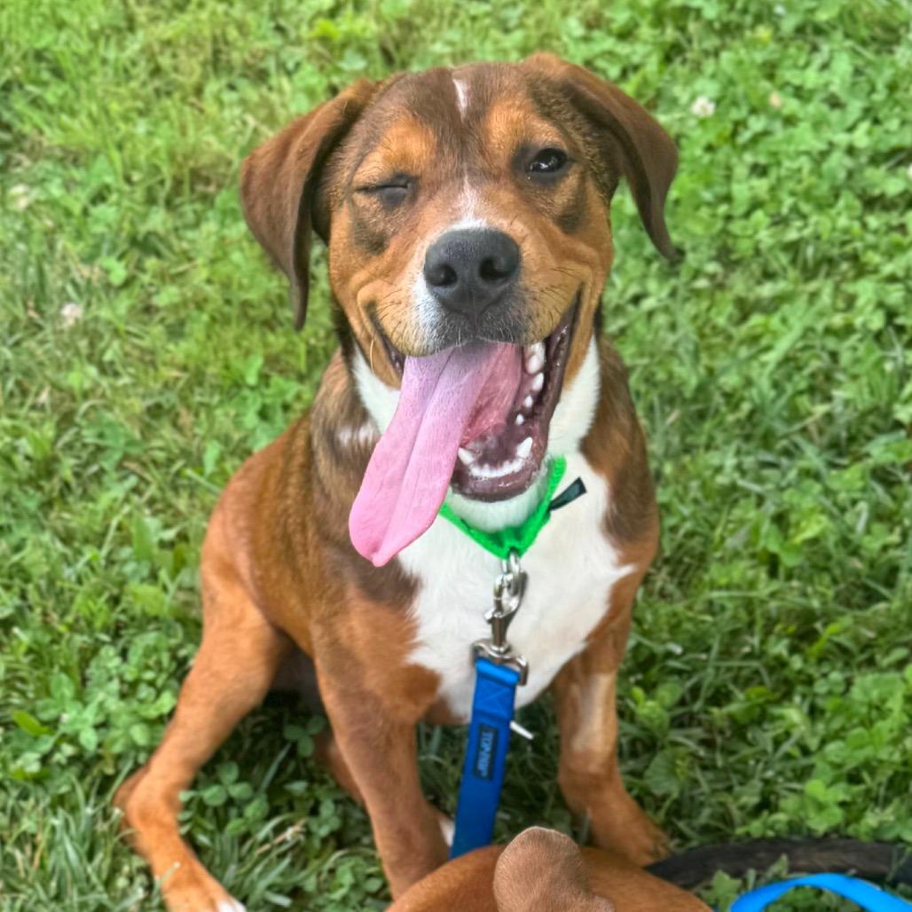 Enlarge Waddle Dee, a Adoptable Mixed Breed in Hendersonville, NC image 6/6