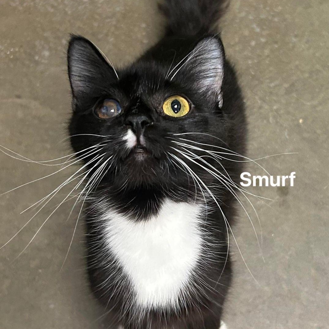 Smurf, an adopted Domestic Medium Hair in Olean, NY_image-1
