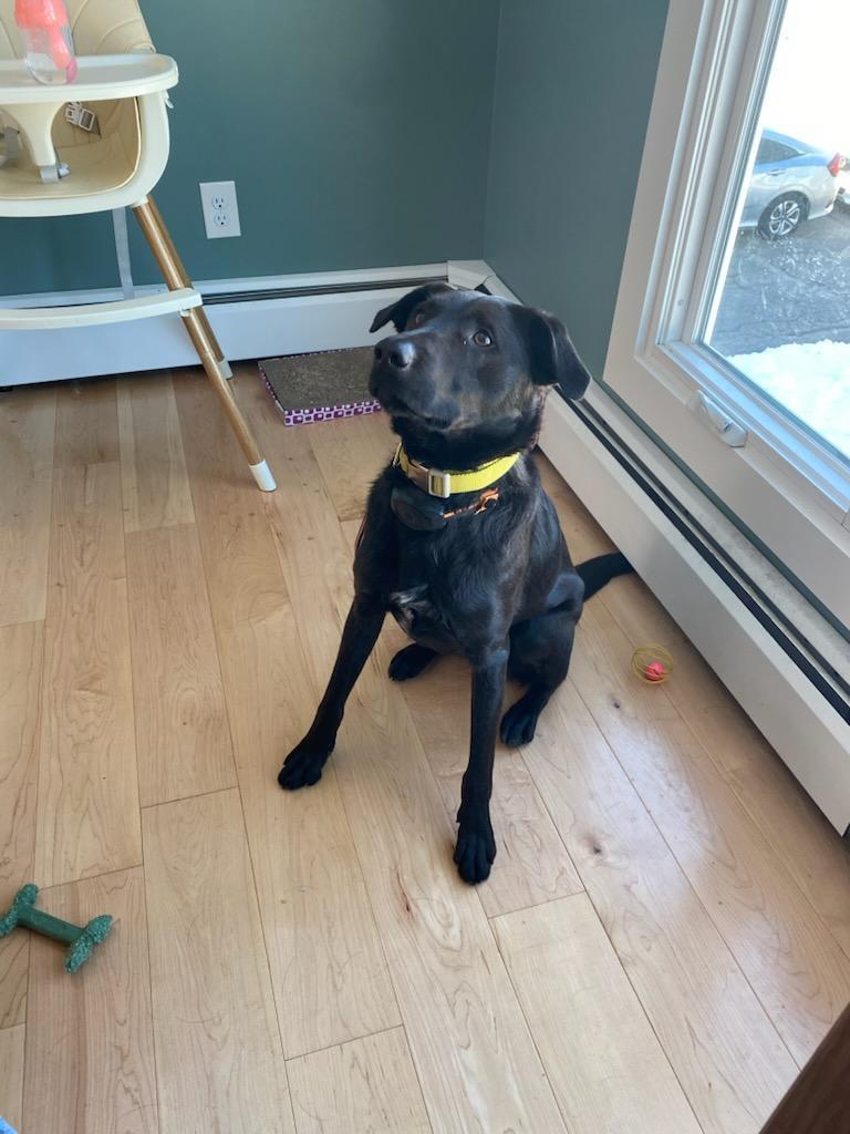 Enlarge NICO, an adopted mixed breed in Newtown, CT image 2/2