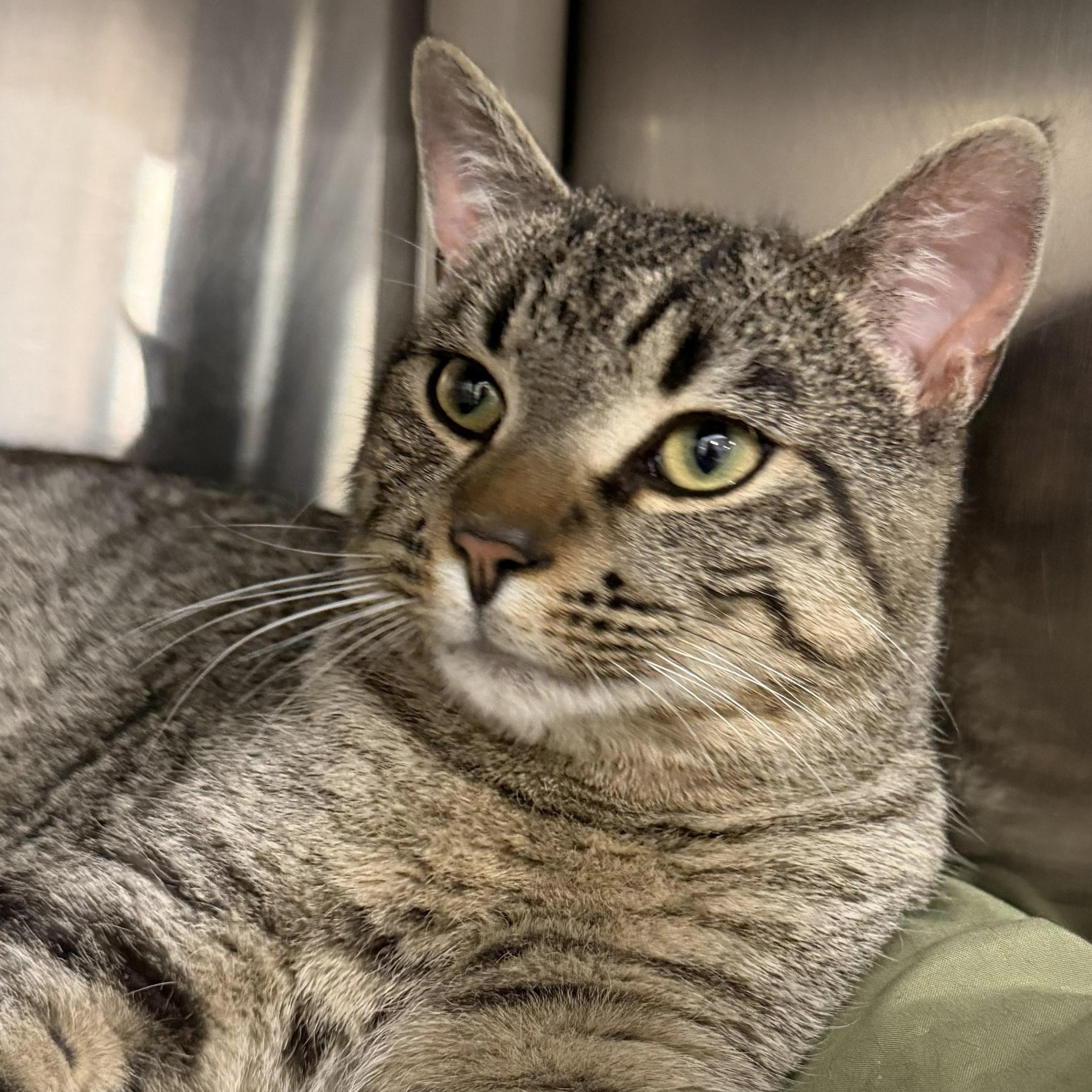 Amantius, ADOPTABLE, Young Male Domestic Short Hair.