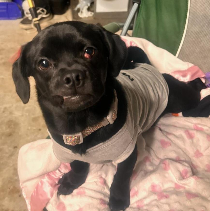 Enlarge Marble, a ADOPTABLE mixed breed in Moreno Valley, CA image 3/3