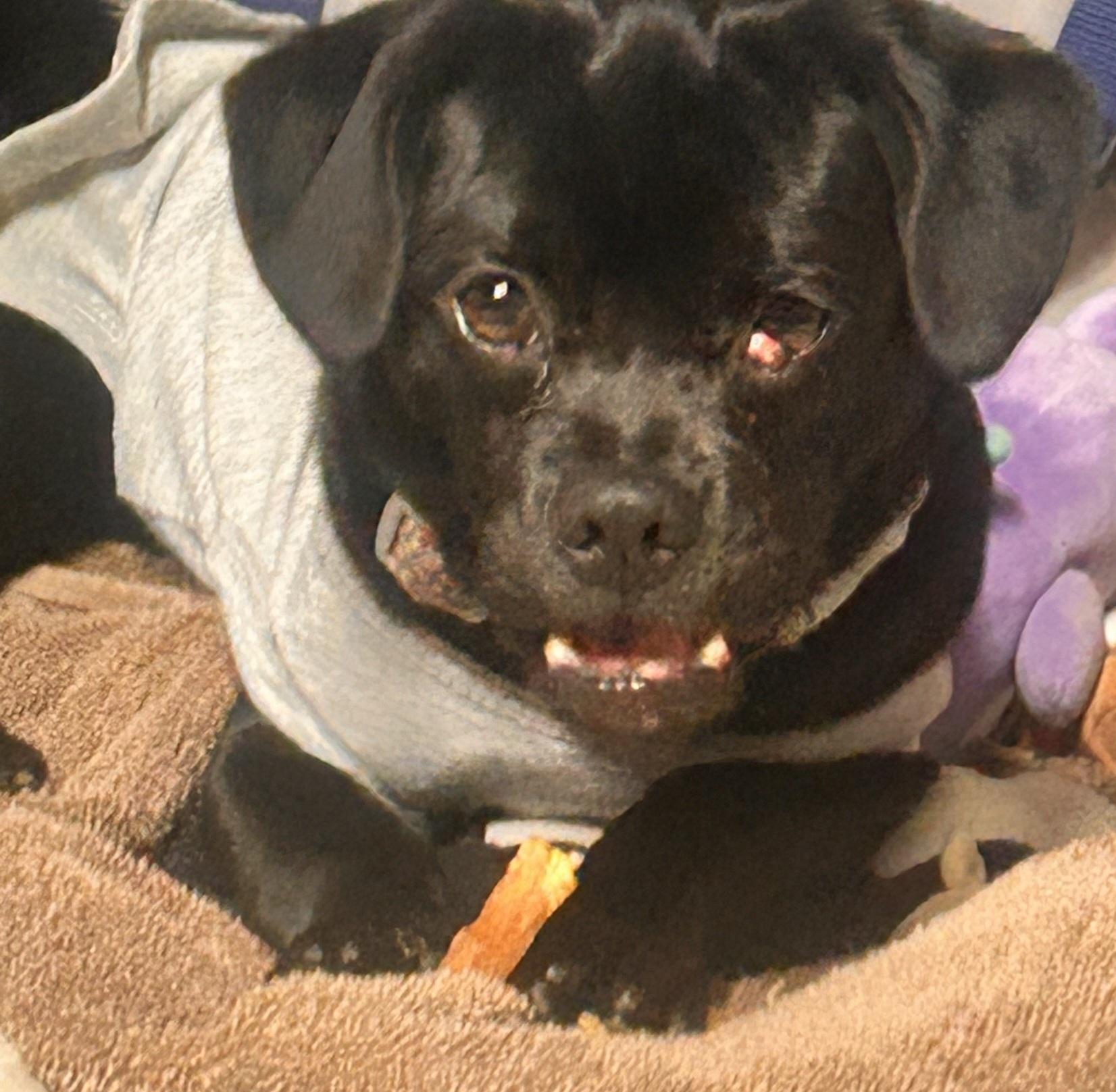 Enlarge Marble, a ADOPTABLE mixed breed in Moreno Valley, CA image 2/3