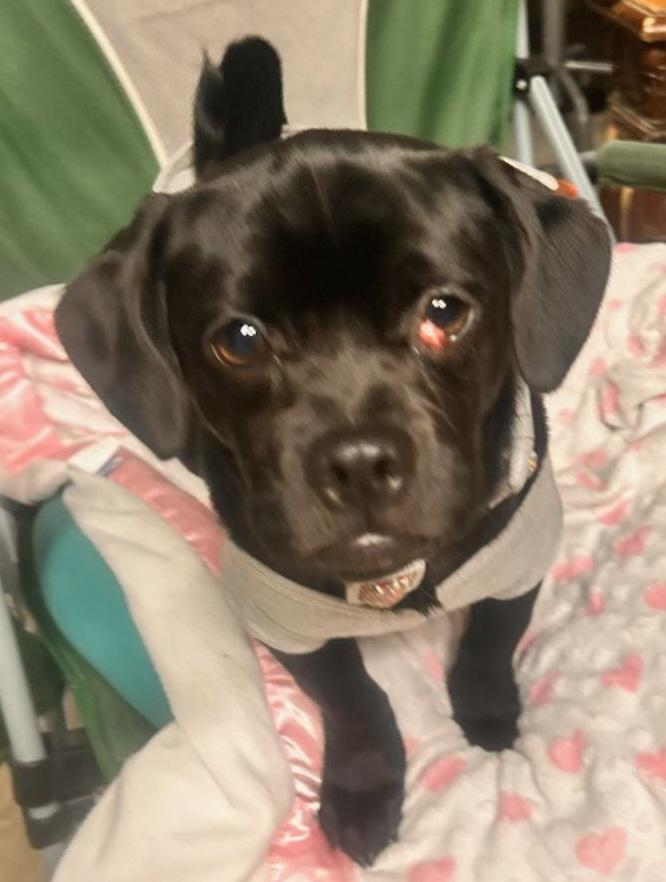 Marble, ADOPTABLE, Young Female Pug & Chihuahua.