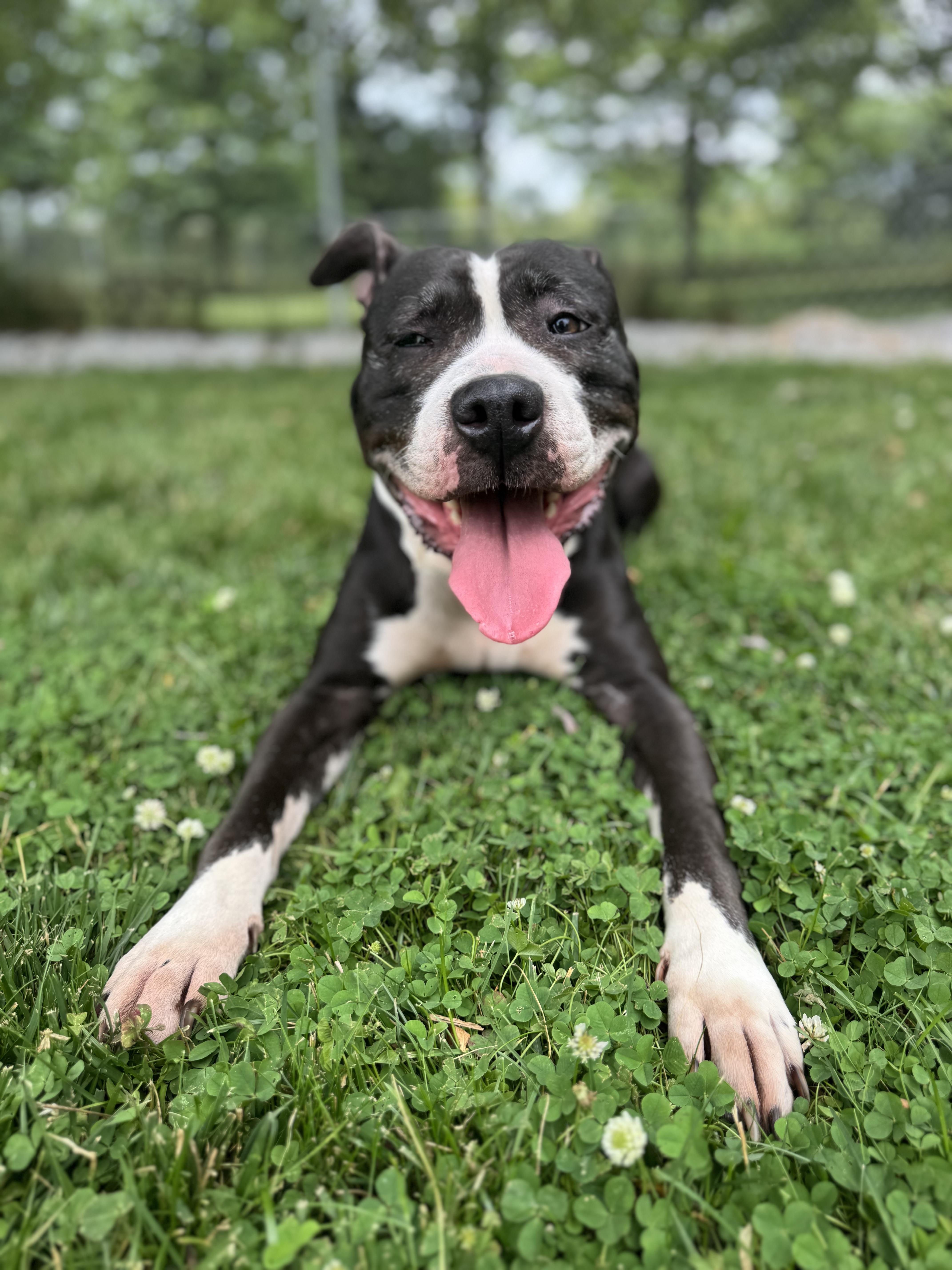 Smiley, Adopted, Adult Female American Bulldog.