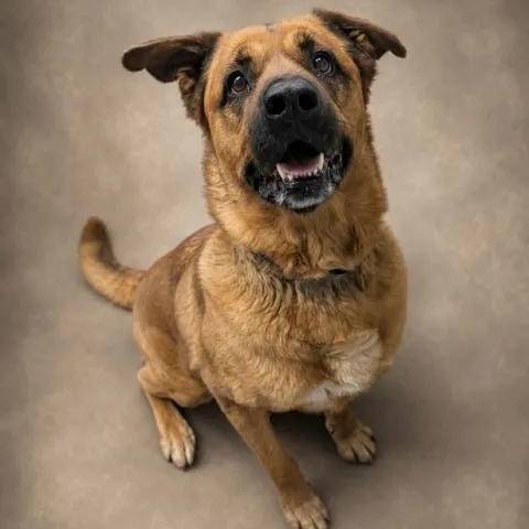 Doug, ADOPTABLE, Adult Male German Shepherd Dog.