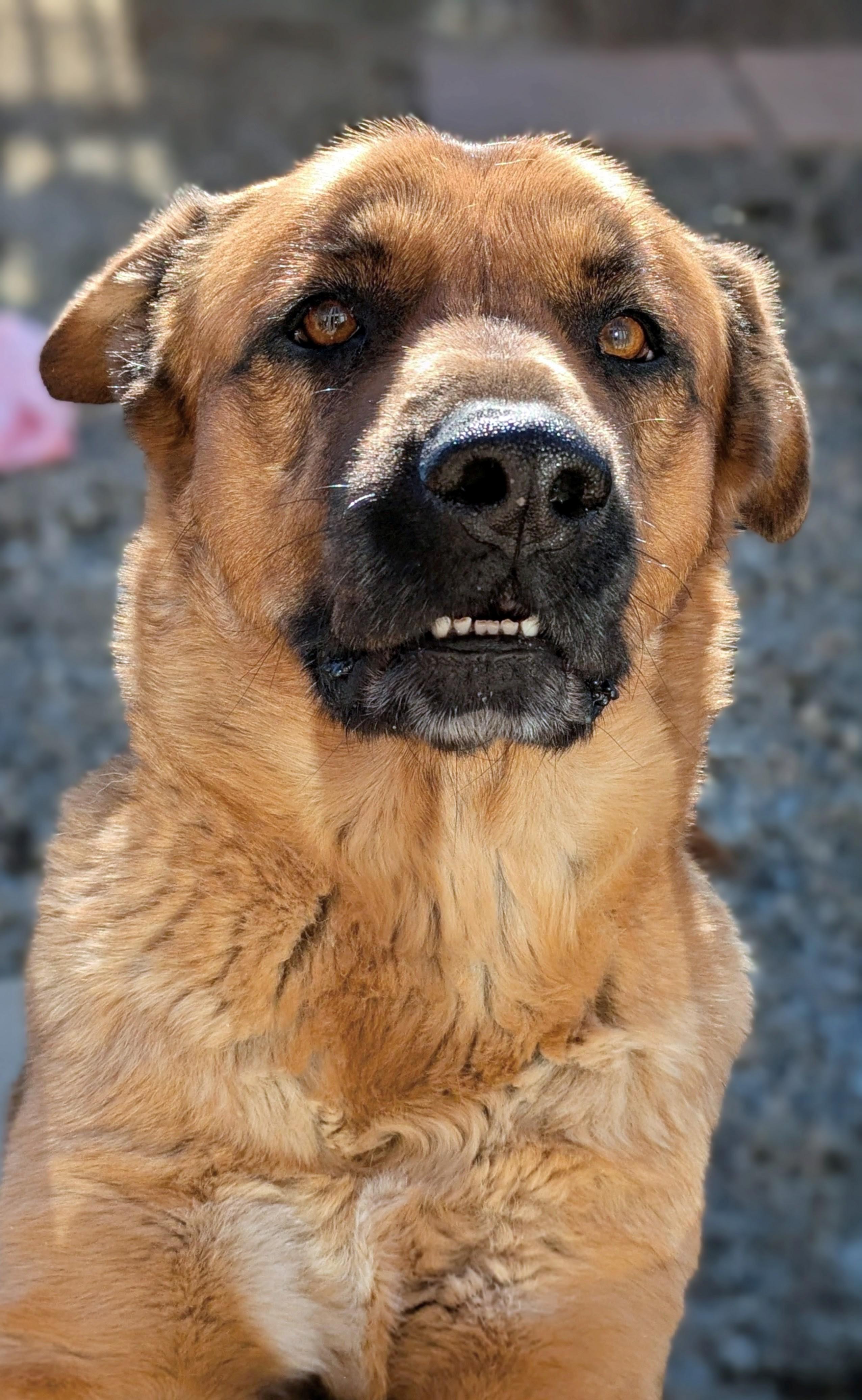 Doug, ADOPTABLE, Adult Male German Shepherd Dog.