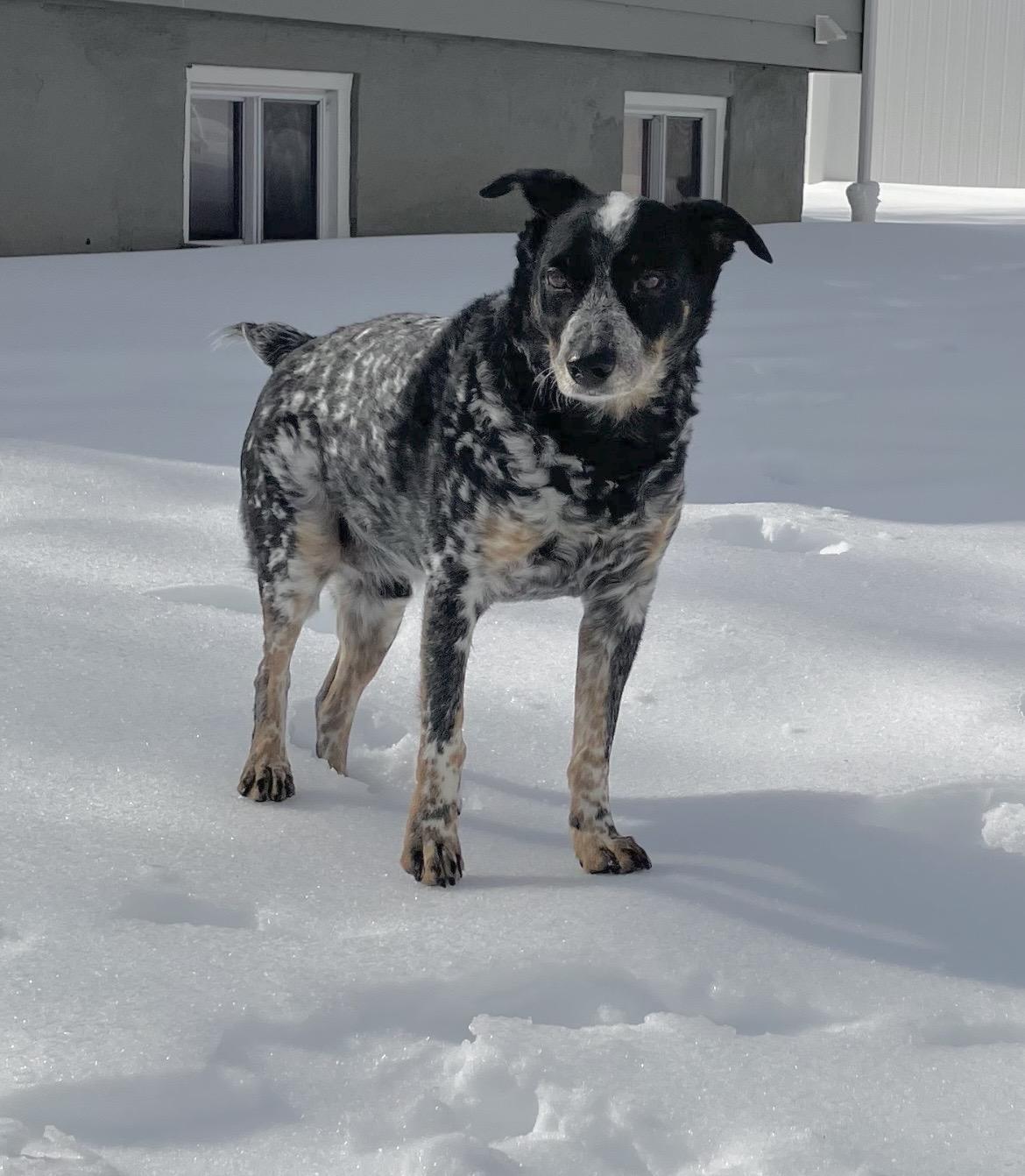 Enlarge Garfy, a Adoptable mixed breed in Glen Burnie, MD image 5/6