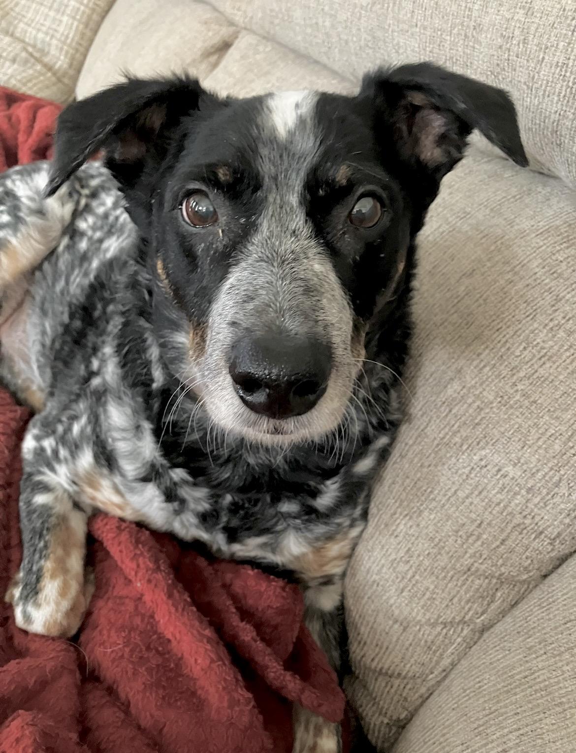 Enlarge Garfy, a Adoptable mixed breed in Glen Burnie, MD image 3/6
