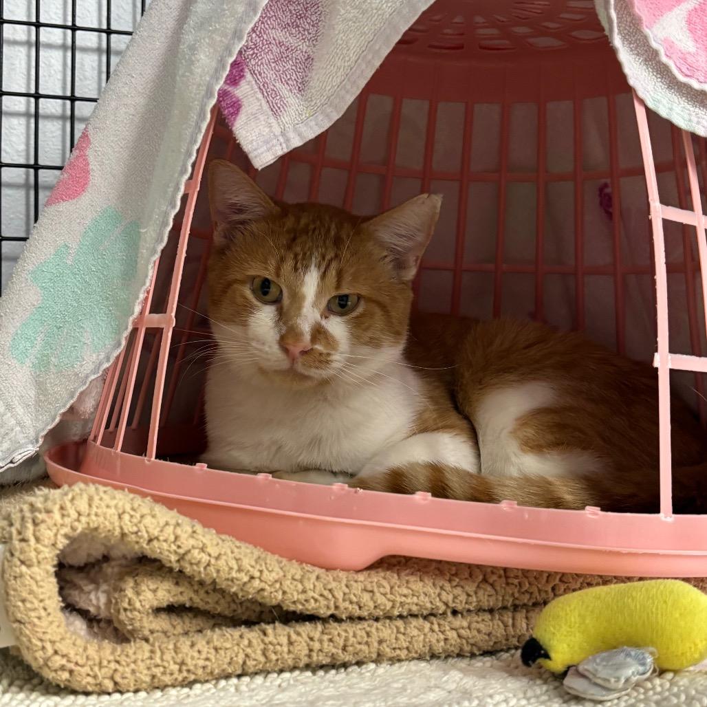 Alastor, a Adoptable Domestic Short Hair in Edwardsville, IL image 1/6