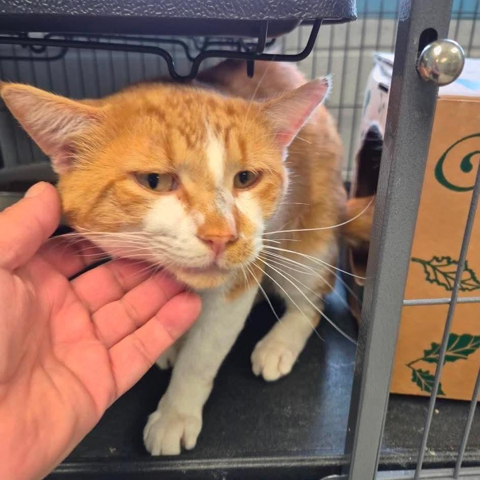 Alastor, a Adoptable Domestic Short Hair in Edwardsville, IL image 2/6