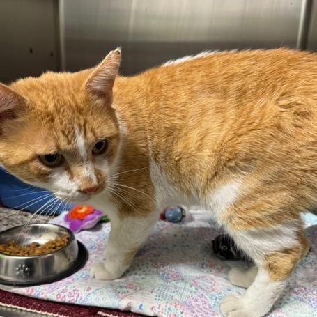Alastor, a Adoptable Domestic Short Hair in Edwardsville, IL image 3/6