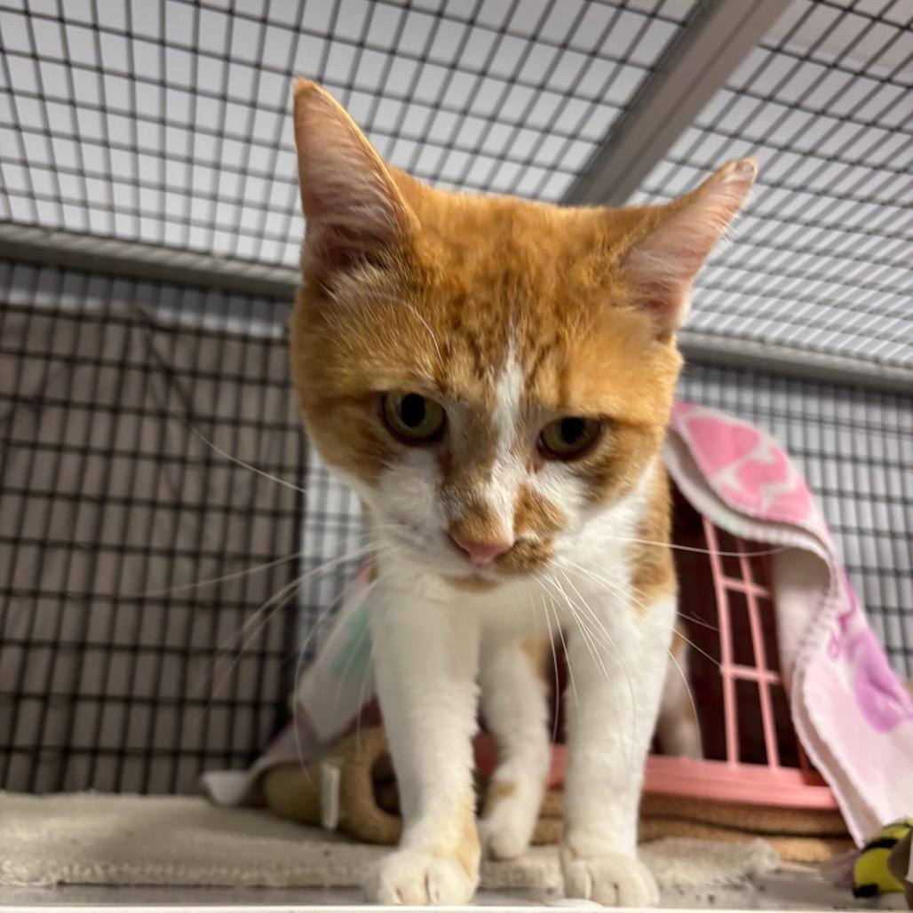 Alastor, a Adoptable Domestic Short Hair in Edwardsville, IL image 4/6