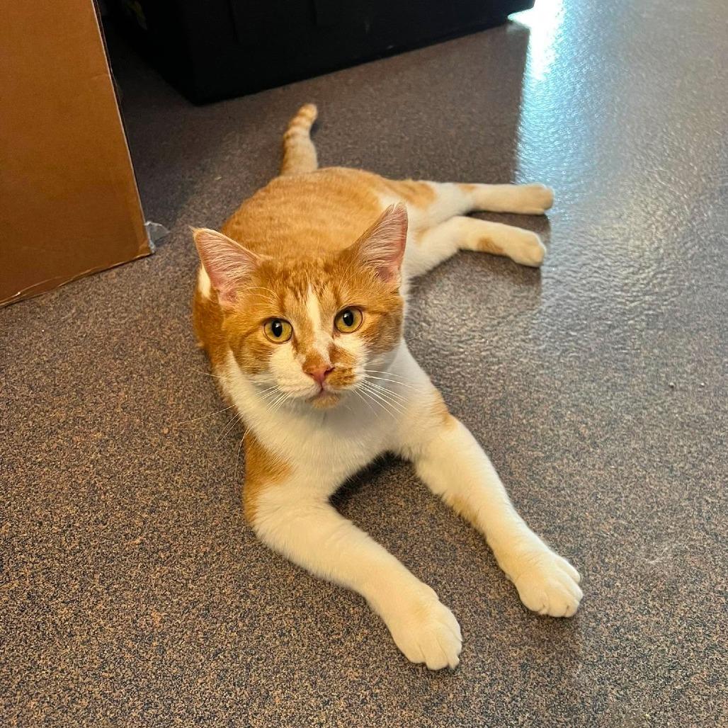 Enlarge Alastor, a Adoptable Domestic Short Hair in Edwardsville, IL image 5/6