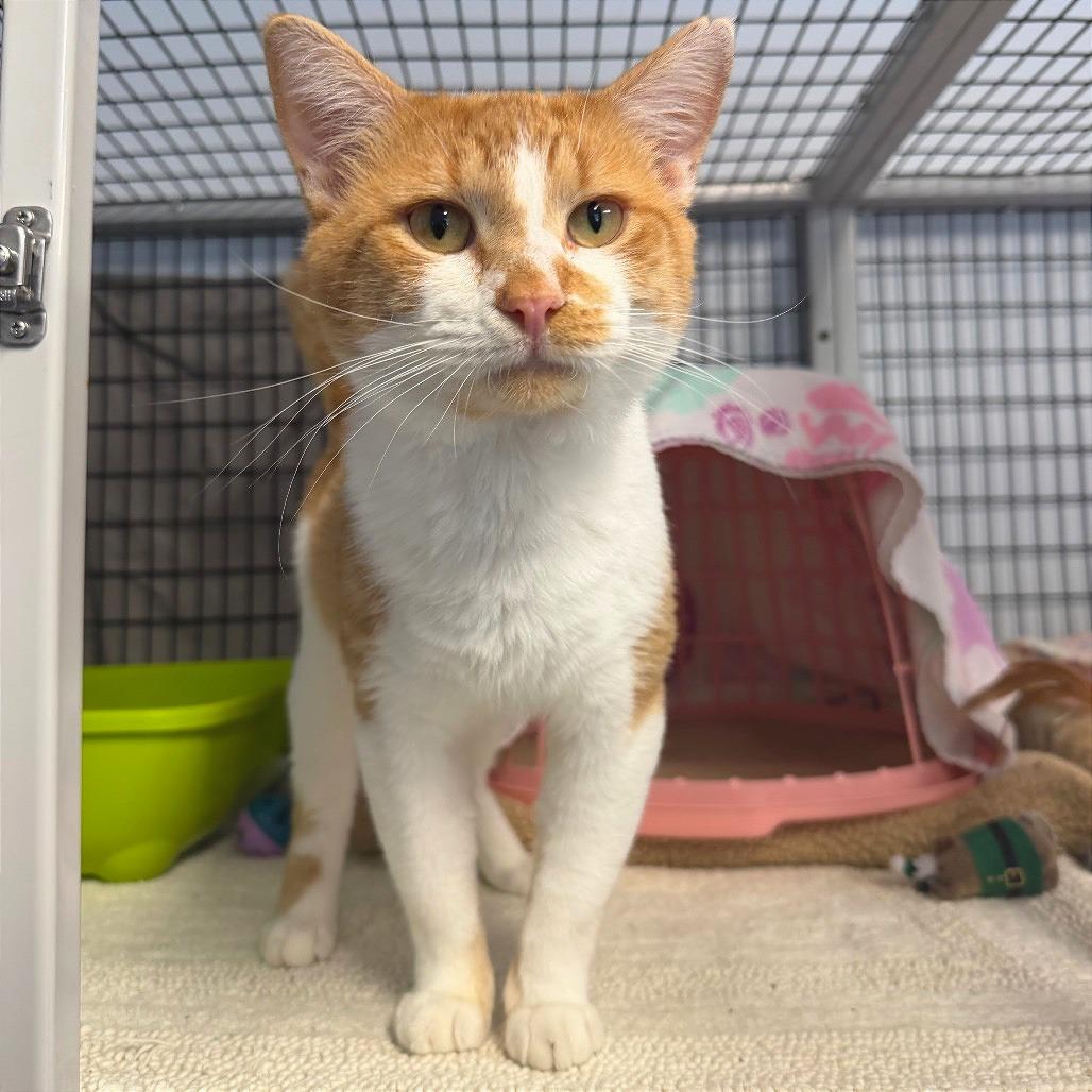 Alastor, a Adoptable Domestic Short Hair in Edwardsville, IL image 5/6