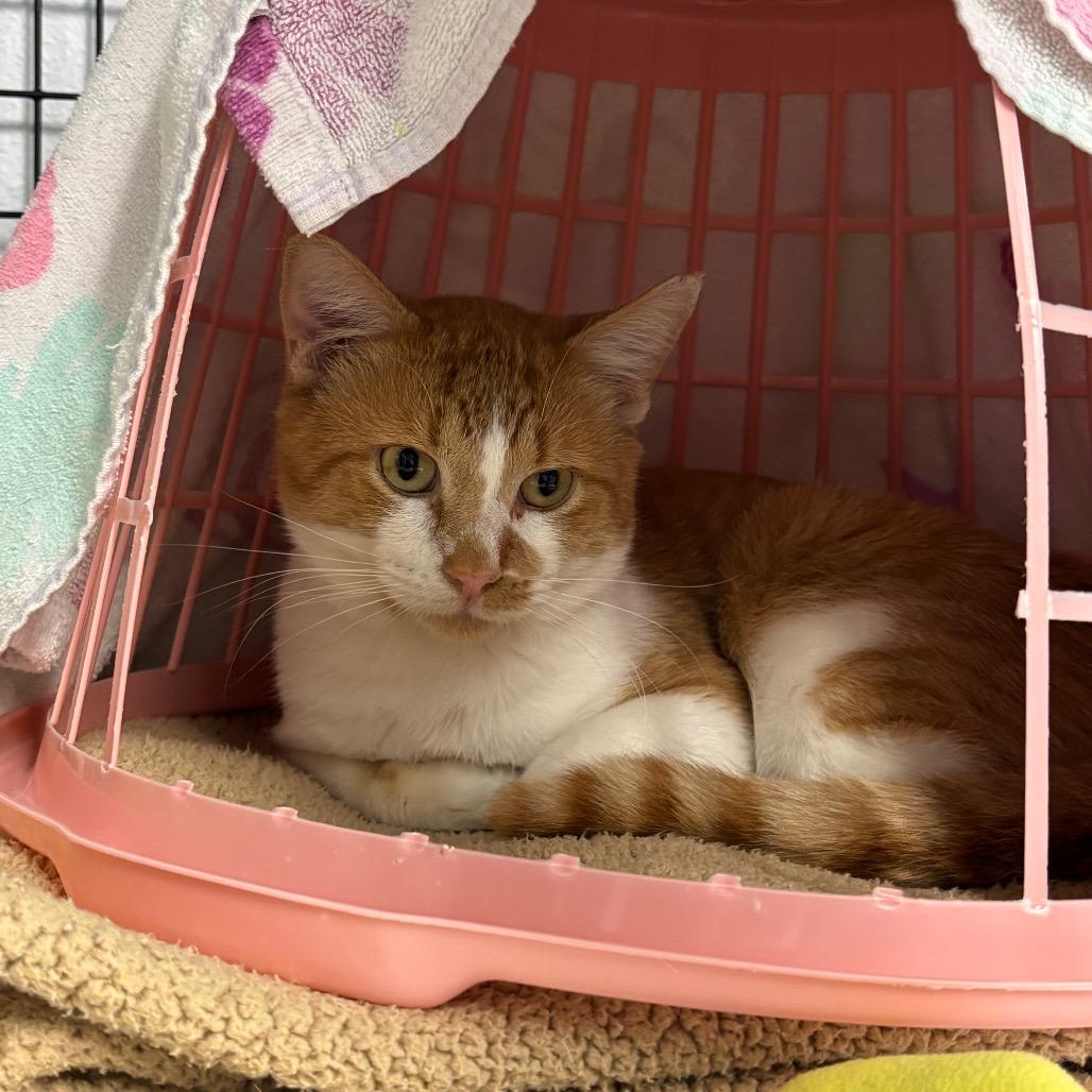 Alastor, a Adoptable Domestic Short Hair in Edwardsville, IL image 6/6