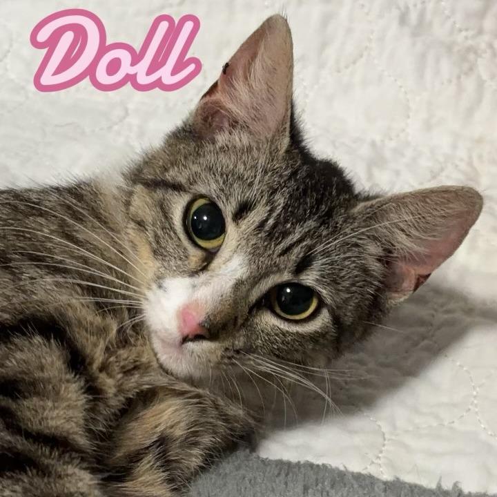 Doll, a Adoptable Domestic Short Hair in Lucedale, MS image 1/4