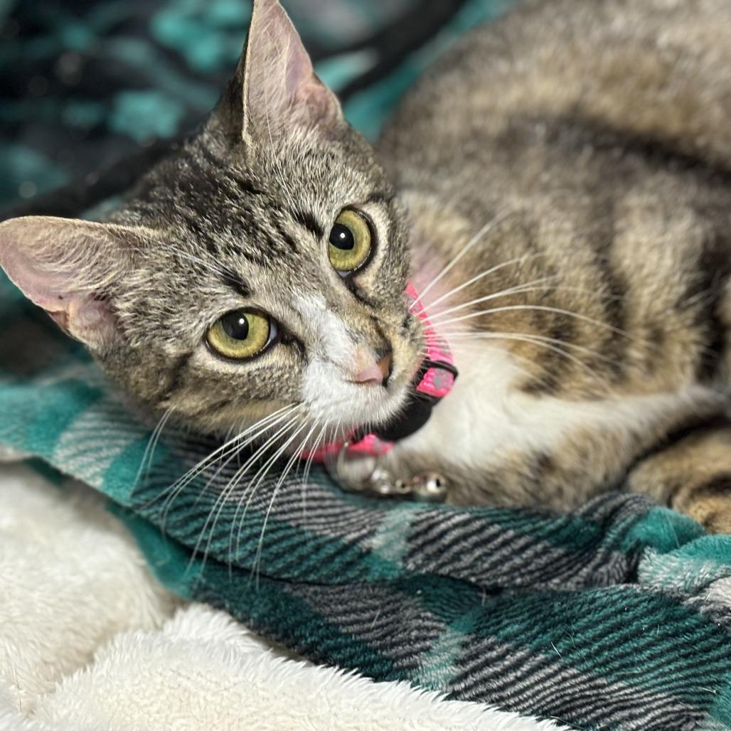 Doll, a Adoptable Domestic Short Hair in Lucedale, MS image 4/4