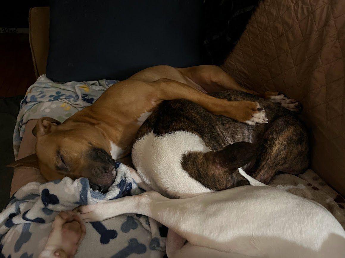 Enlarge Jazz (Chickie), a ADOPTABLE mixed breed in Syracuse , NY image 2/6