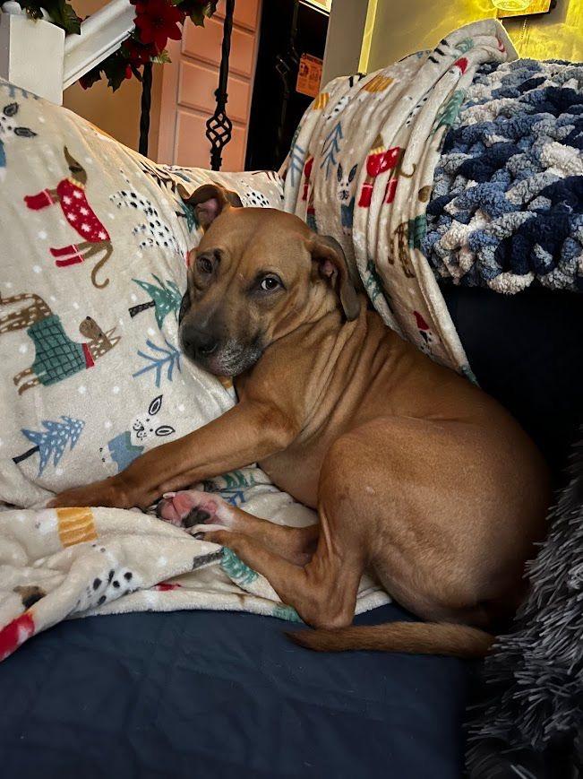 Enlarge Jazz (Chickie), a ADOPTABLE mixed breed in Syracuse , NY image 6/6