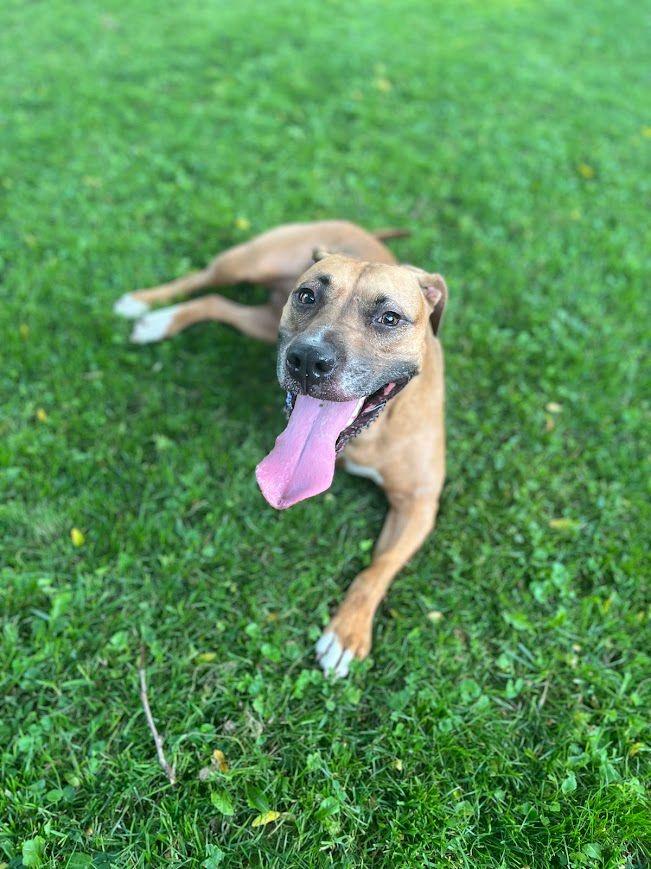 Enlarge Jazz (Chickie), a ADOPTABLE mixed breed in Syracuse , NY image 1/6