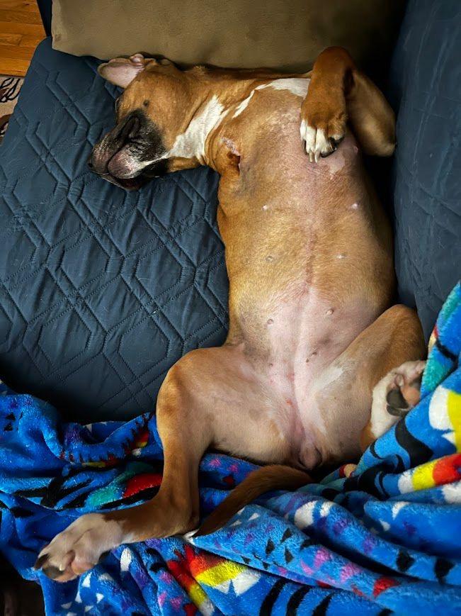 Enlarge Jazz (Chickie), a ADOPTABLE mixed breed in Syracuse , NY image 3/6