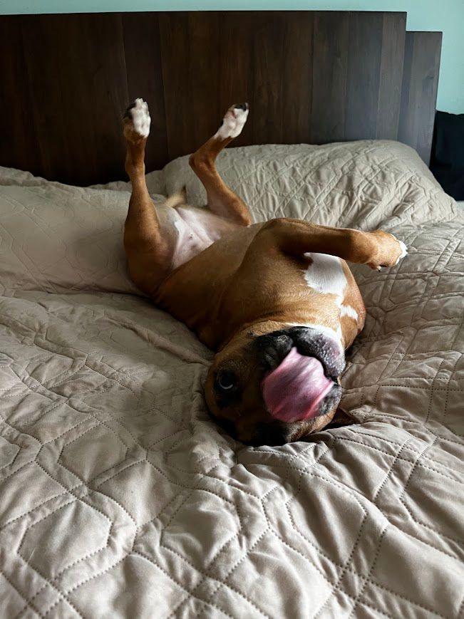 Enlarge Jazz (Chickie), a ADOPTABLE mixed breed in Syracuse , NY image 4/6