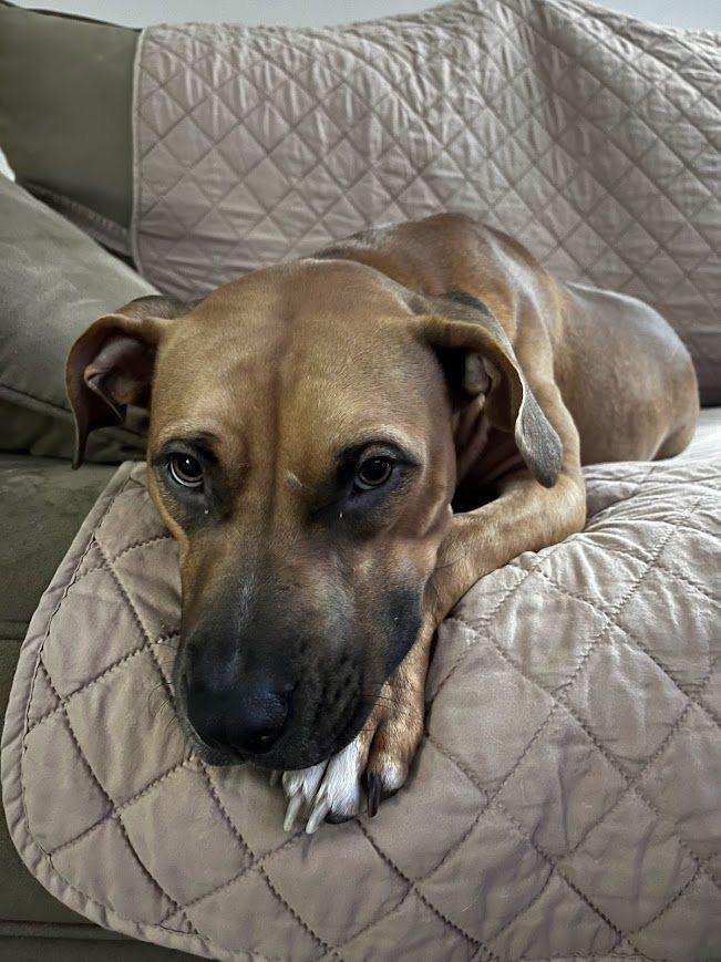 Enlarge Jazz (Chickie), a ADOPTABLE mixed breed in Syracuse , NY image 5/6