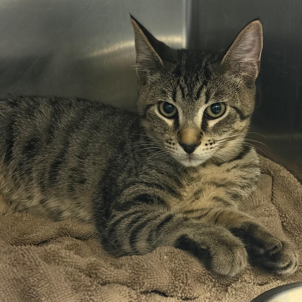 Ivy, Adoptable, Kitten Male Domestic Short Hair.