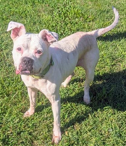 Enlarge ANGIE, a Adoptable Boxer in Akron, OH image 1/1