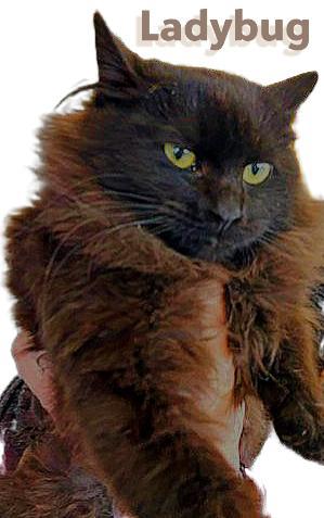 Enlarge Ladybug, a ADOPTABLE Domestic Medium Hair in Klamath Falls, OR image 1/1