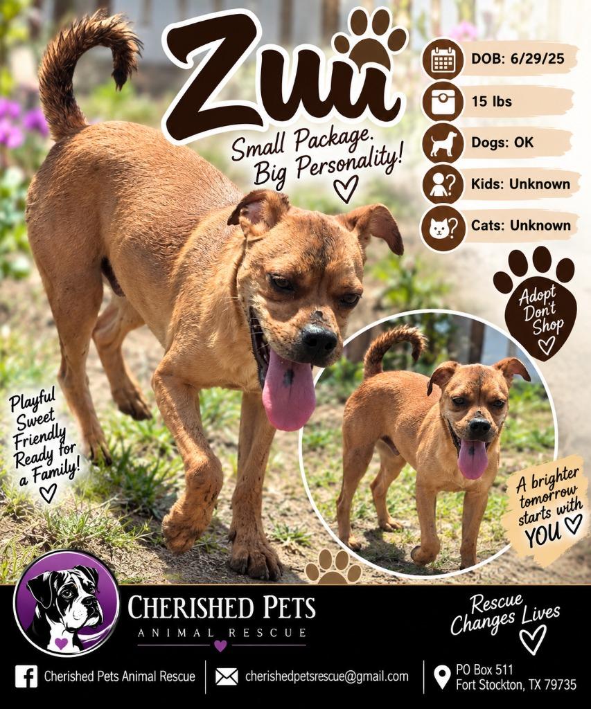 Zuu, Adoptable, Young Male Mixed Breed.