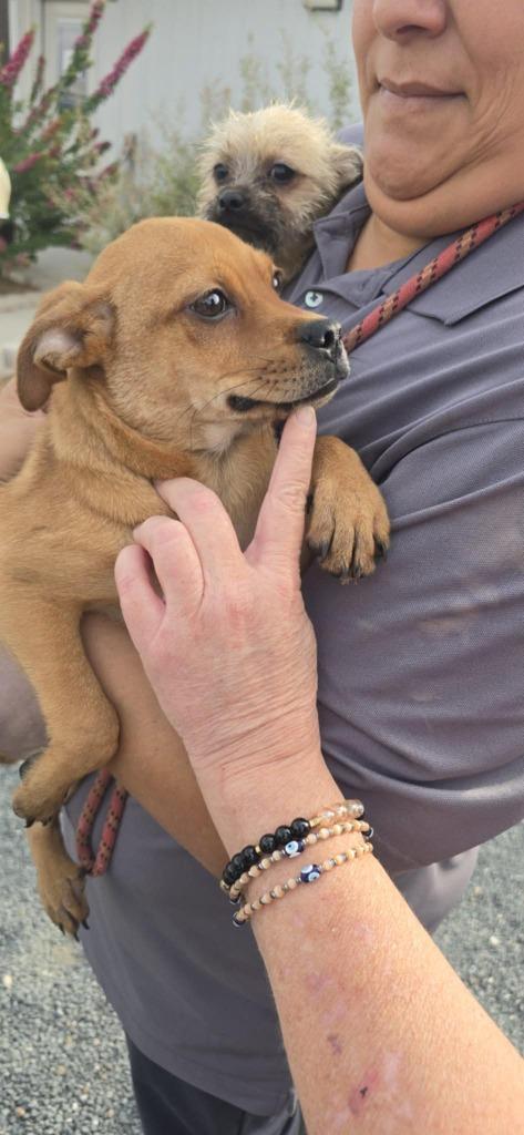 Zuu, Adoptable, Puppy Male Mixed Breed.
