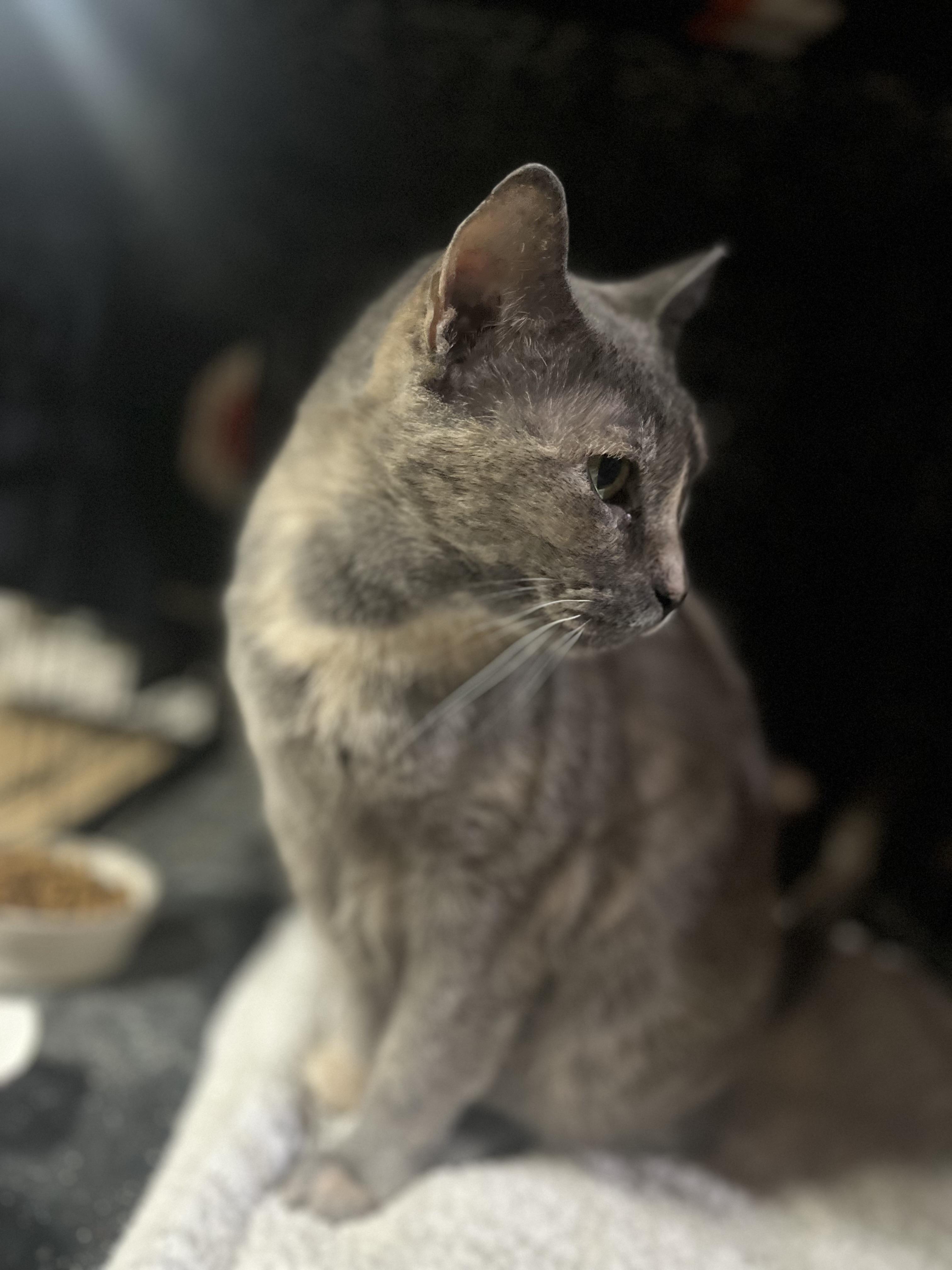 Kylie, Adoptable, Adult Female Dilute Calico.