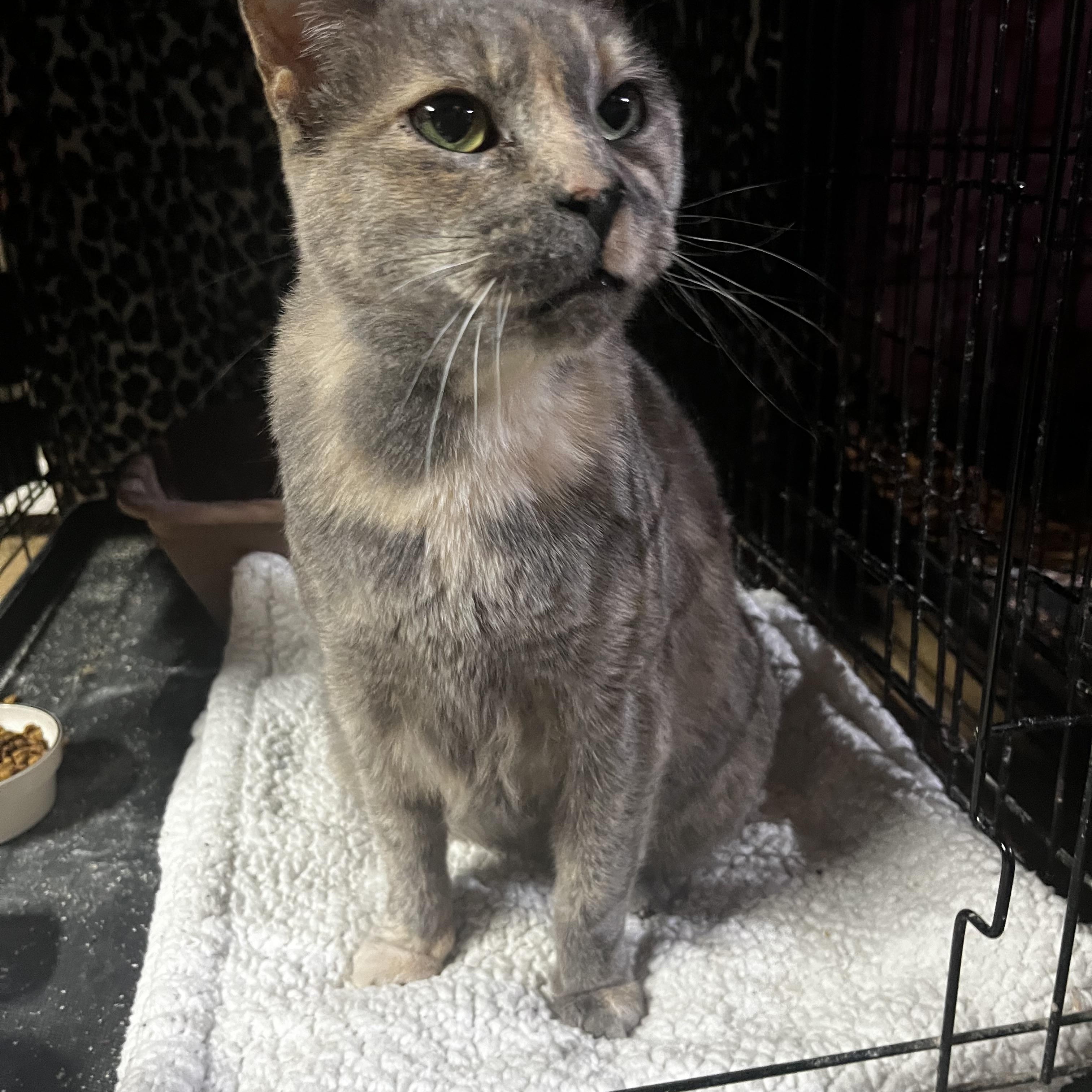 Kylie, a Adoptable Dilute Calico in Avondale, PA image 2/3