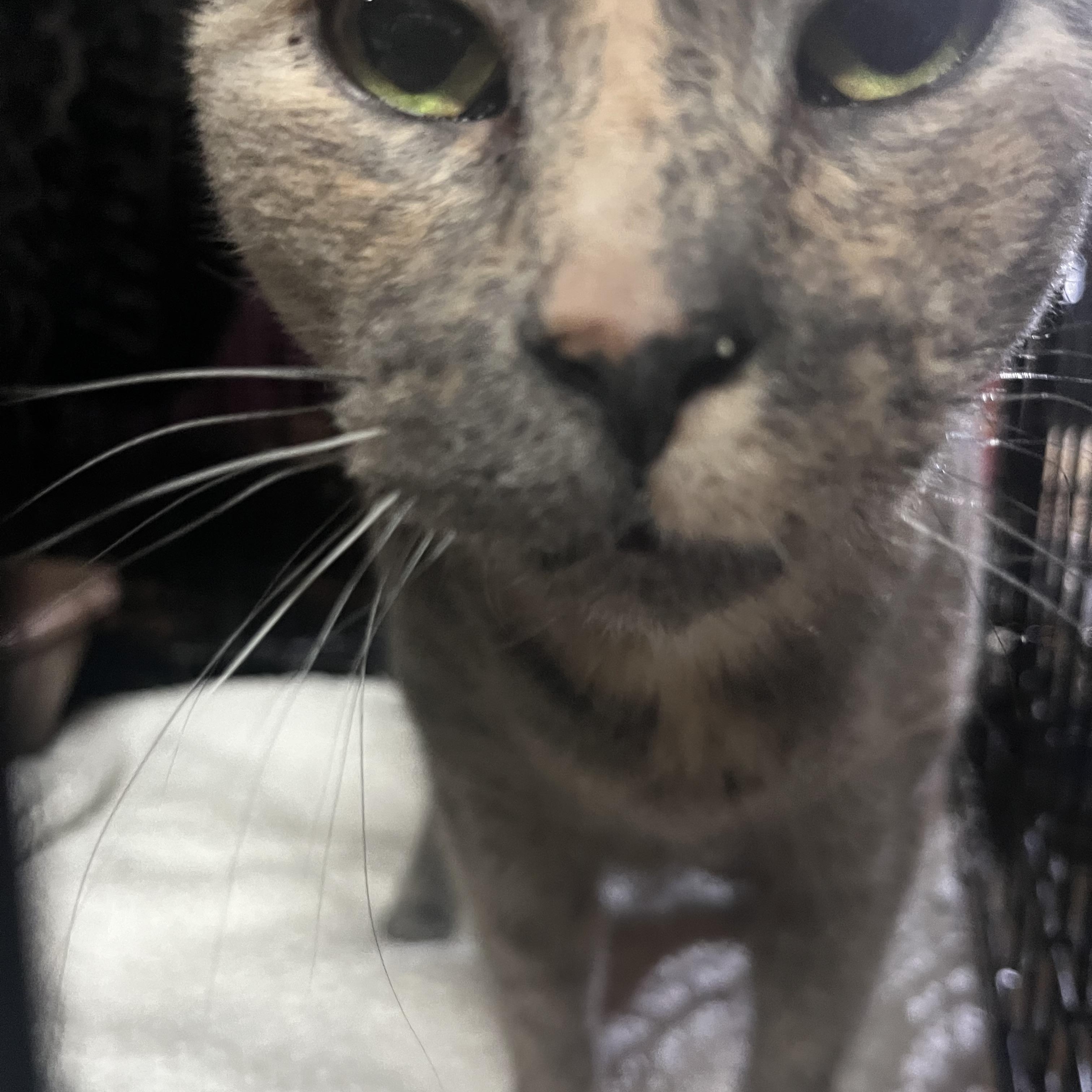 Kylie, a Adoptable Dilute Calico in Avondale, PA image 3/3