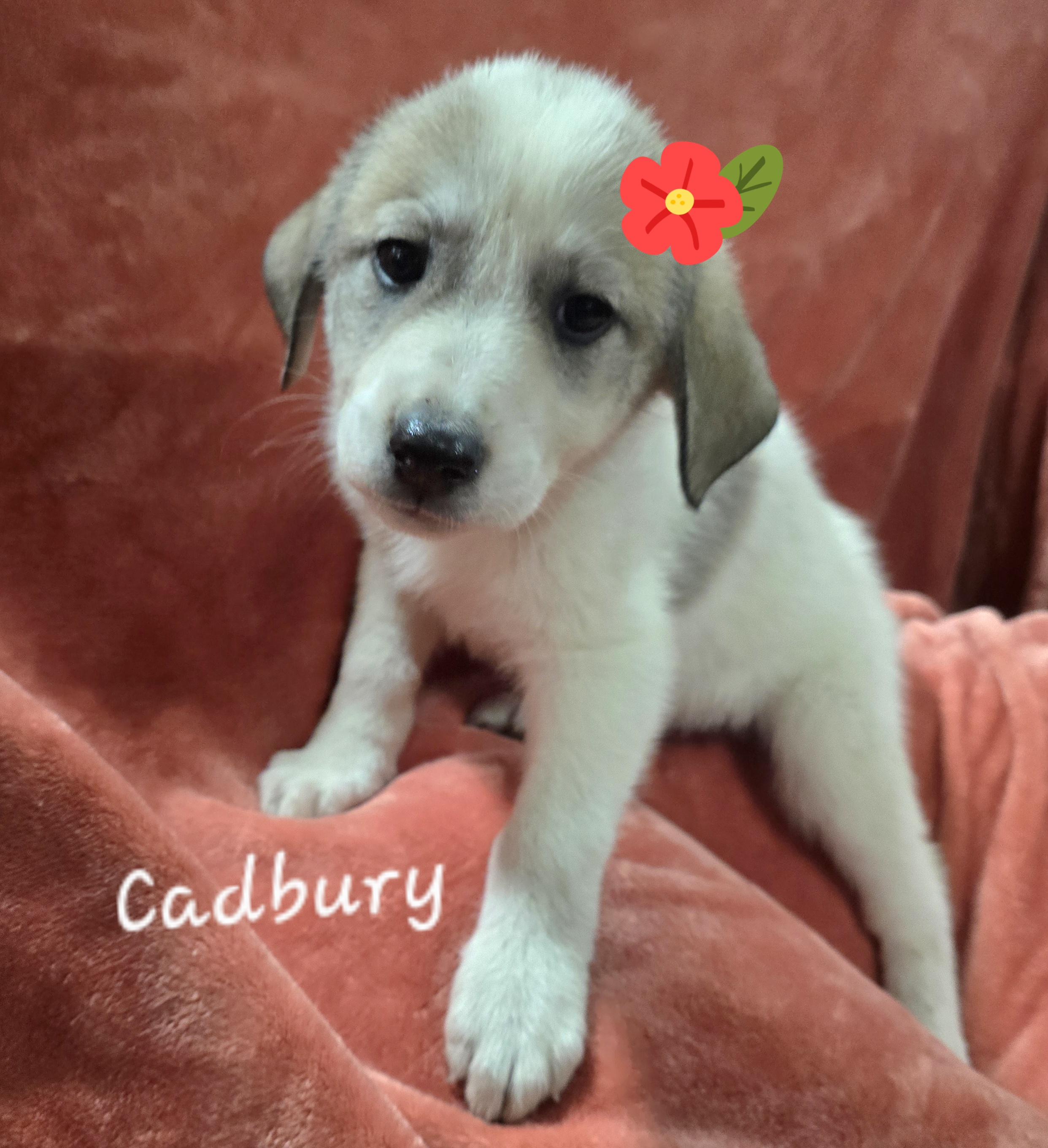 Cadbury