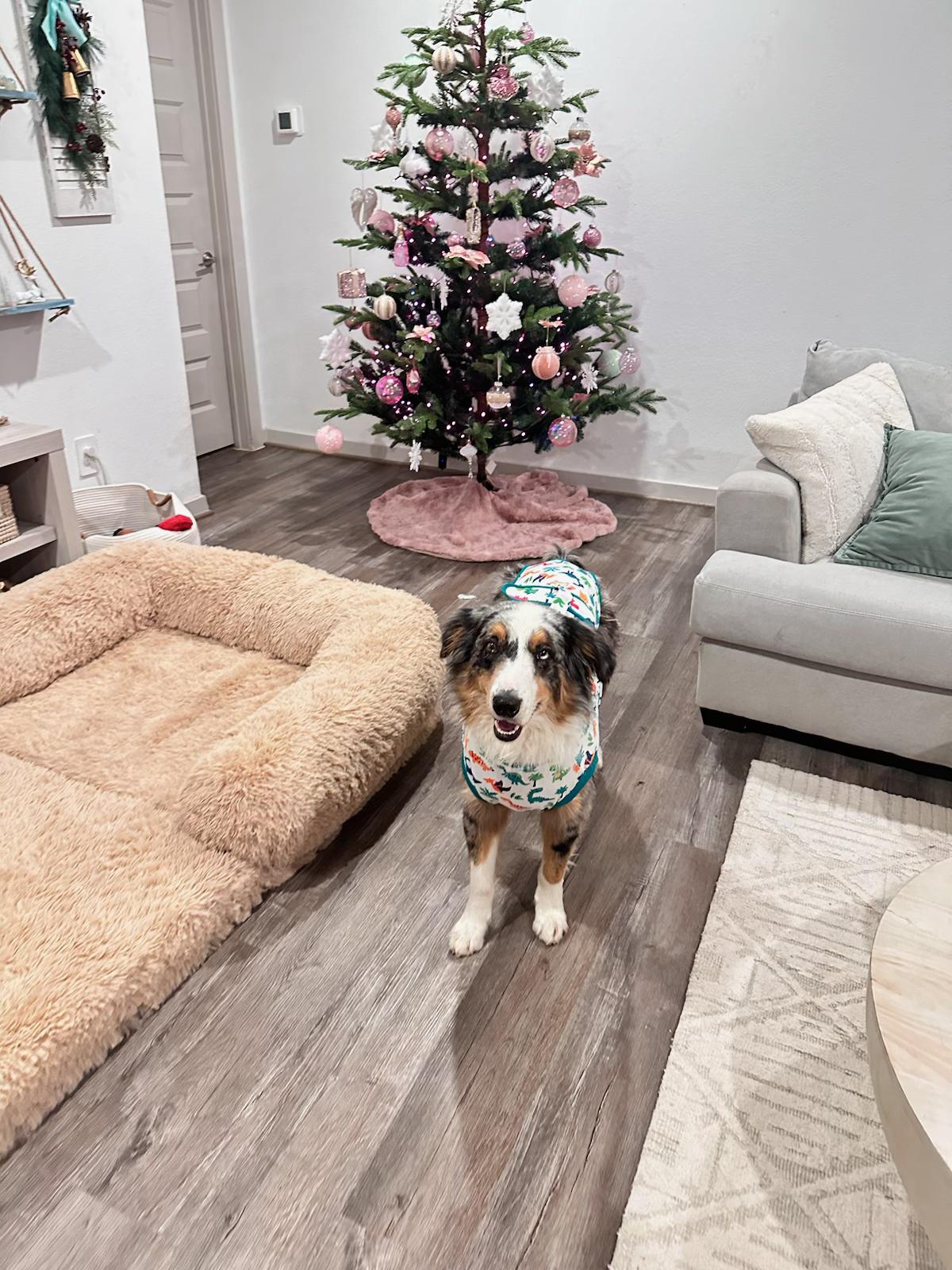 Cosmo (LC), Adoptable, Adult Male Australian Shepherd.