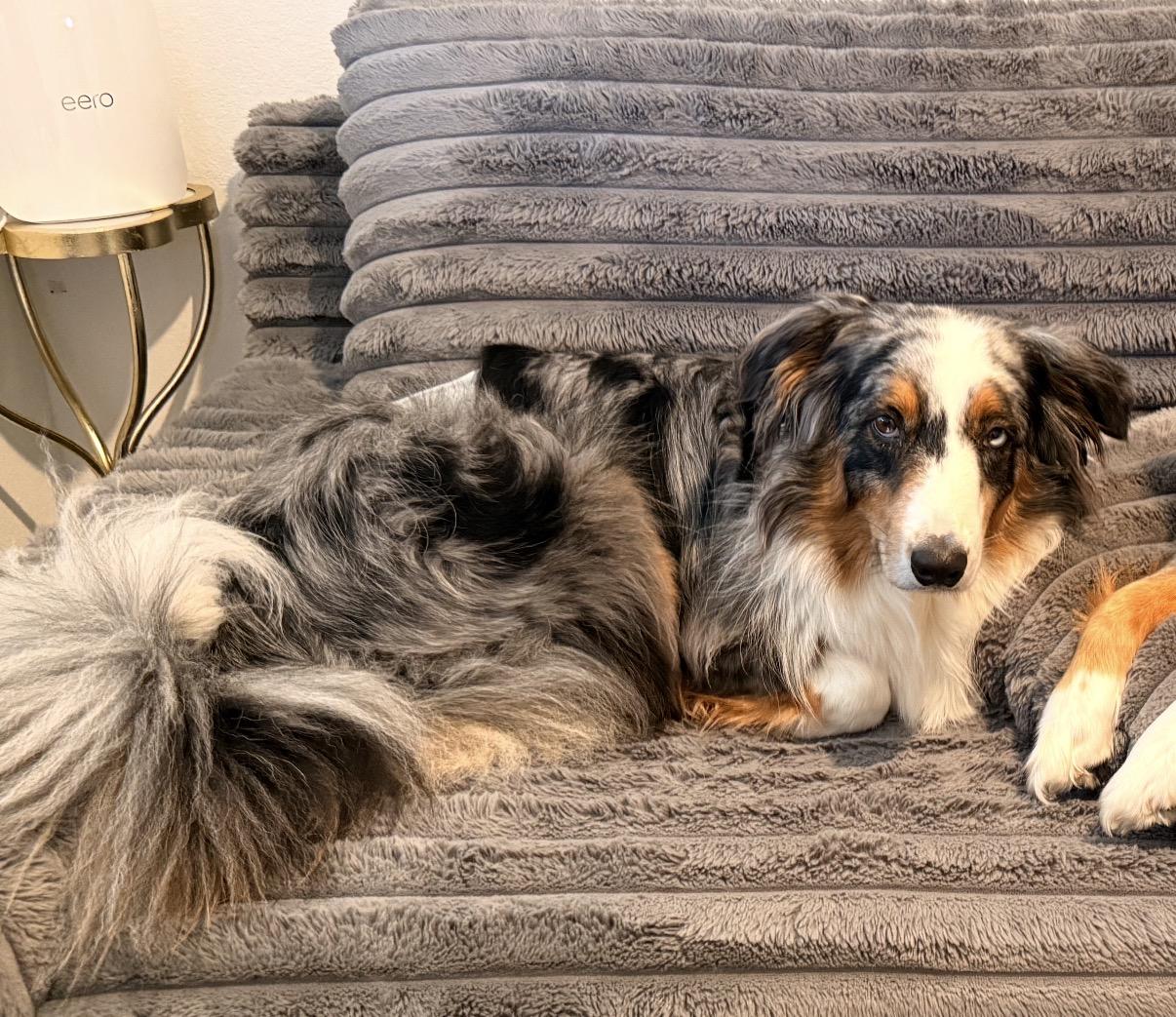 Enlarge Cosmo (LC), a Adoptable Australian Shepherd in Driftwood, TX image 2/6