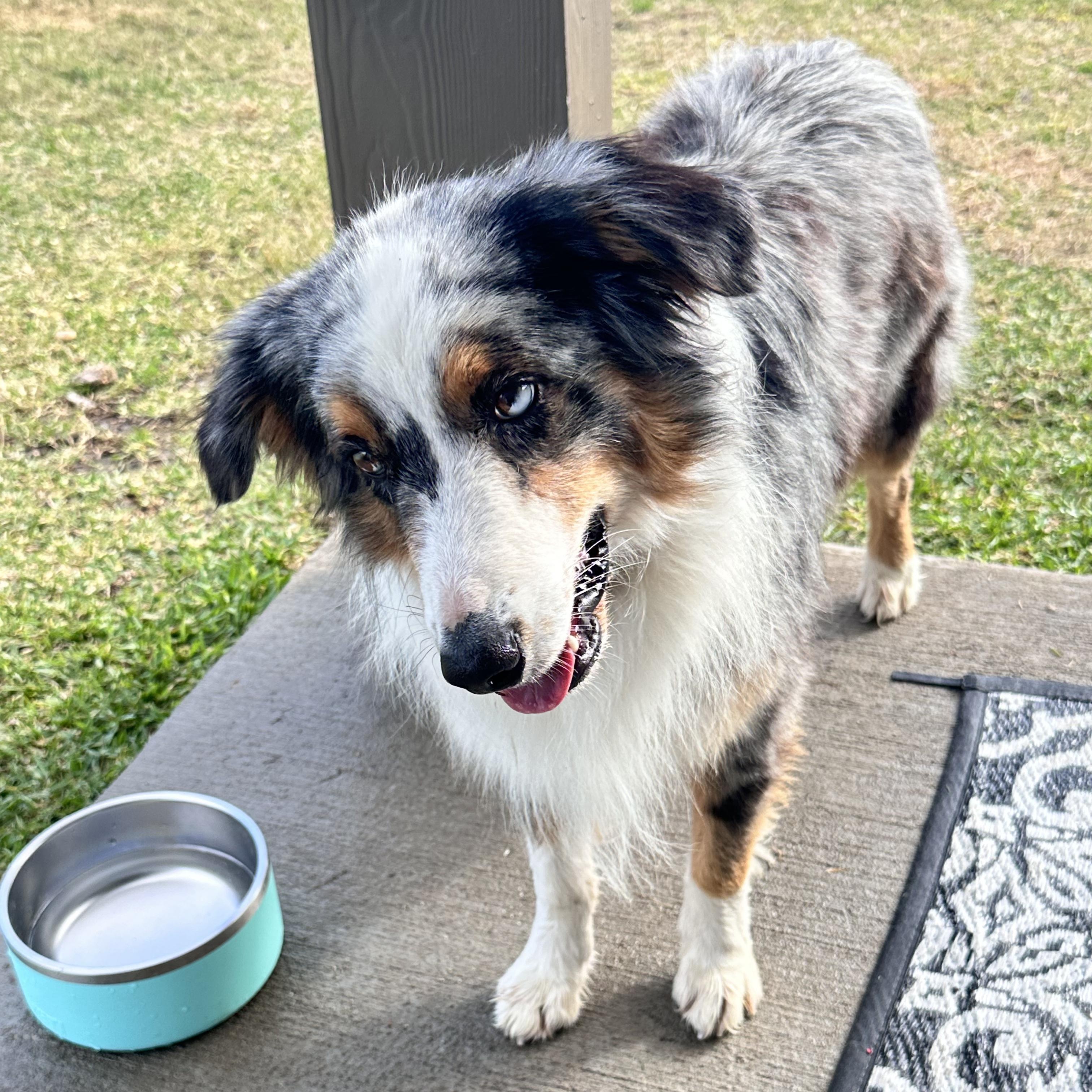 Enlarge Cosmo (LC), a Adoptable Australian Shepherd in Driftwood, TX image 1/3
